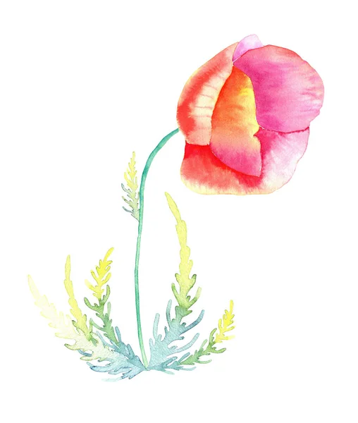 Εικόνα Κόκκινης Παπαρούνας Ακουαρέλας Χειροποίητο Άγριο Λουλούδι Φύλλα Και Μπουμπούκι — Φωτογραφία Αρχείου