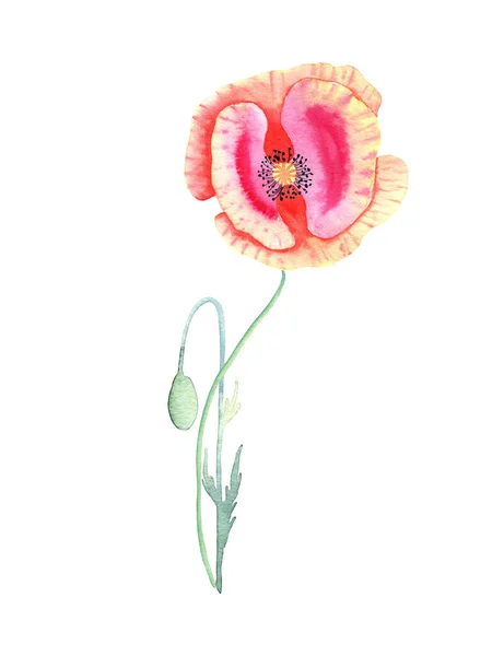 赤いケシの水彩イラスト 孤立した背景に葉や芽を持つ野生の花を手描き 郵便はがき デザイン — ストック写真