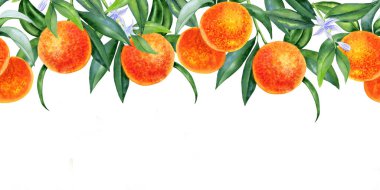 Dalsız bir sınırdaki portakallar. Yapraklı el yapımı narenciye meyvesi. Sonsuz meyve bayrağı. Paketleme ve kartpostal tasarımı için. Davetiyeler için arkaplan.