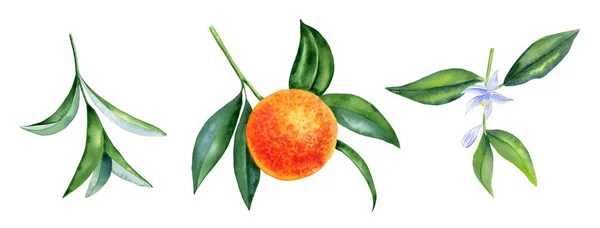 Naranja Una Rama Hojas Con Flores Clipart Conjunto Ilustración Cítricos — Foto de Stock