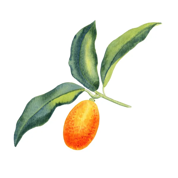 Kumquat Una Ilustración Acuarela Rama Cítricos Naranja Con Hojas Una —  Fotos de Stock