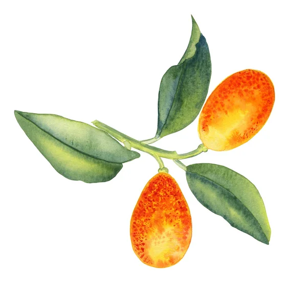 Kumquat Una Ilustración Acuarela Rama Cítricos Naranja Con Hojas Una —  Fotos de Stock
