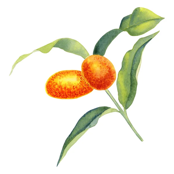 Kumquat Una Ilustración Acuarela Rama Cítricos Naranja Con Hojas Una — Foto de Stock