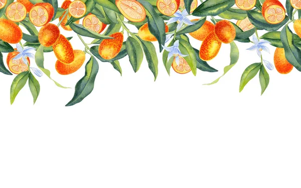 Reife Orange Kumquat Nahtlose Grenze Handgezeichnete Aquarell Botanische Illustration Von — Stockfoto