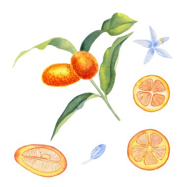 Kumquat suluboya klipsi sanat seti. Bir dalda portakal meyvesi, izole bir arka planda da parçalar. İnflorasanlar ve narenciye çiçekleri. Paketleme ve menü tasarımı için.