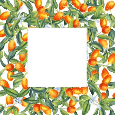 Kumquat kare şablon çerçevesi. Kartlar ve davetiyeler için turuncu turunçgil meyvelerinin suluboya çizimi. El çizimi parlak tropikal ağaç tasarımı.