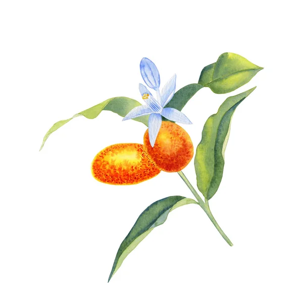 Kumquat Una Ilustración Acuarela Rama Naranja Cítricos Con Hojas Flores —  Fotos de Stock