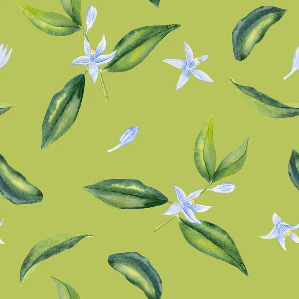 stock image Green citrus tree branches with white flowers seamless watercolor pattern. Hand drawn lemon or kumquat leaves endless background. Fresh tea backdrop.