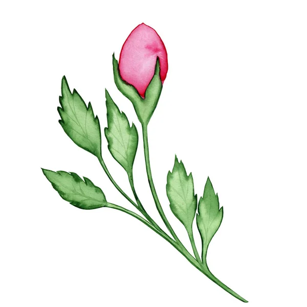 Transparent Pink Rose Flower Leaves Watercolor Illustration Hand Drawn Element — Stock Photo, Image