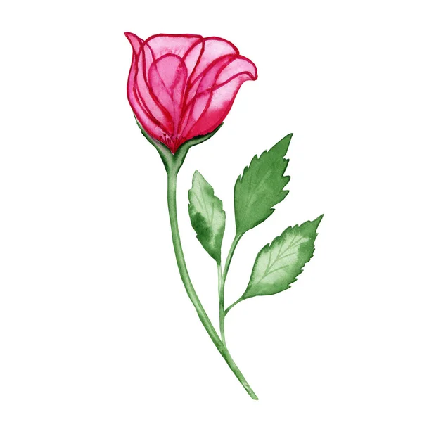 葉の水彩画で透明なピンクのバラの花 ポストカードや招待状のための手描き要素 結婚式のデザインに最適 — ストック写真