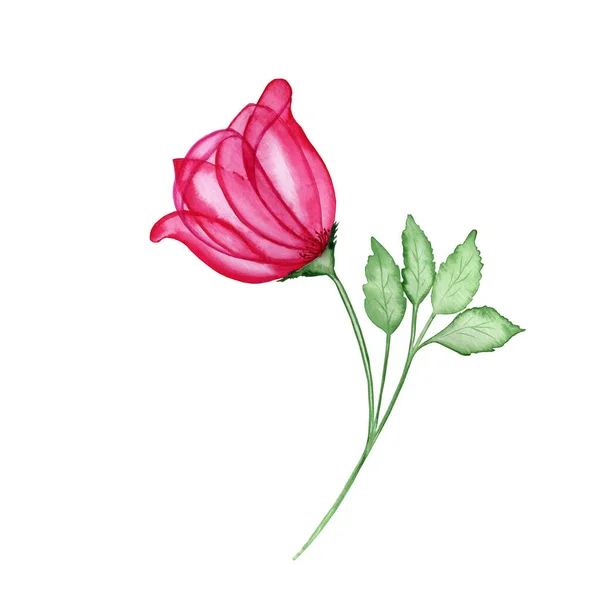 葉の水彩画で透明なピンクのバラの花 ポストカードや招待状のための手描き要素 結婚式のデザインに最適 — ストック写真