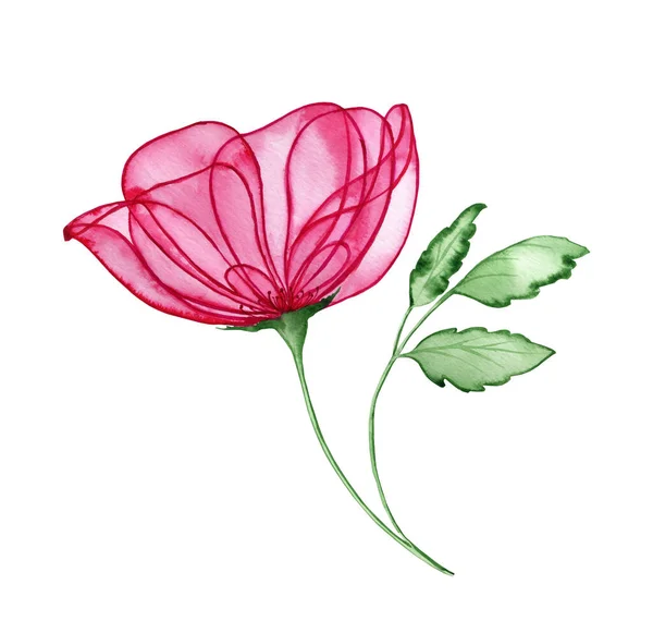 Прозрачный Розовый Цветок Акварелью Ручной Рисунок Элемента Открыток Приглашений Идеально — стоковое фото