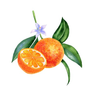 Bir dal ve halı suluboya kompozisyonu üzerine portakal. Yapraklı ve çiçekli el yapımı narenciye. Paketleme ve kartpostal tasarımı için egzotik şube düzenleme.