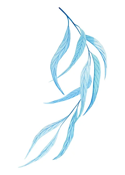 Şeffaf Okaliptüs Filizi Suluboya Çizimi Kartlar Düğün Tasarımı Için Çizimi — Stok fotoğraf