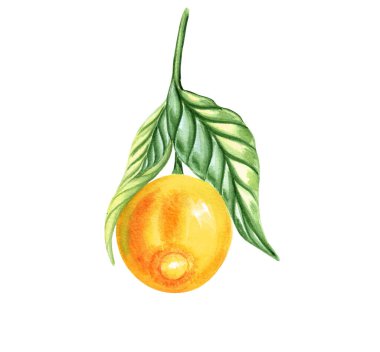 Dallı suluboya elle çizilmiş limon meyvesi. Tasarım için izole edilmiş turunçgil filizi sanatı.
