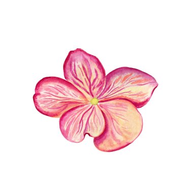 Ortanca çiçeği suluboya çizimi. Sonbahar renklerinde elle çizilmiş taç yaprağı. Bir çalılığın gerçekçi görüntüsü. Botanik çizimi.