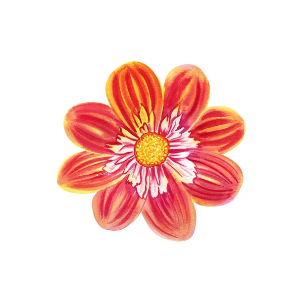 Dahlia Kwiat Akwarela Ilustracja Ręcznie Rysowany Realistyczny Wizerunek Botaniczny Pocztówek — Zdjęcie stockowe