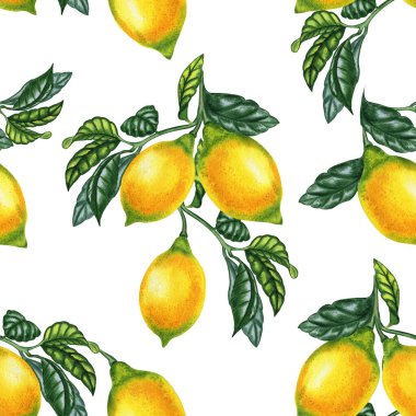 Yaprakları suluboya desenli bir dalda olgun limonlar. Dallara elle çizilmiş gerçekçi sarı turunçgil meyveleri. İtalyan yaz tarzı kumaş ve duvar kağıdı.