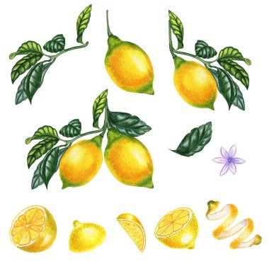 Bir dala konmuş limonlar ve büyük suluboya setini dilimler. Turunçgiller elle çizilmiş sarı meyveler gerçekçi bir şekilde çizilmiş. Paketleme tasarımı için elementler.