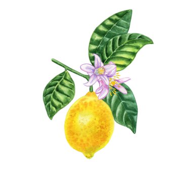 Yapraklı suluboya resimli bir daldaki limonlar. Tropik sarı turunçgil meyvesinin botanik gerçekçi görüntüsü. El çizimi yaz baskısı.