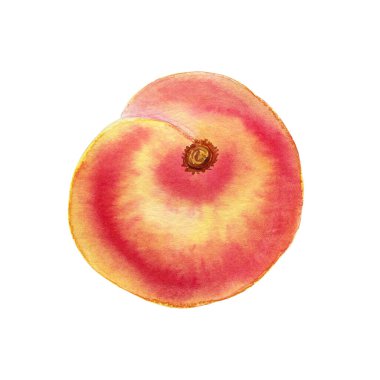 Şeftali suluboya çizimi. Sulu bir meyvenin elle çizilmiş gerçekçi görüntüsü. Tasarım ve menü için.