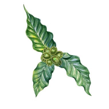 Olgunlaşmamış yeşil kahve böğürtlenli suluboya resimli dal. İzole edilmiş bir arka planda yaprakları olan bir dalın el çizimi. Egzotik bir bitkinin gerçekçi çizimi.