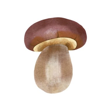 Boletus suluboya çizimi. El çizimi orman yenilebilir.