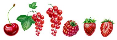 İzole edilmiş kiraz, ahududu, çilek ve frenk üzümü üzerine kırmızı yaz meyveleri. Olgun yaz meyvelerinin suluboya çizimleri. Paketleme ve tasarım için.