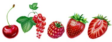 İzole edilmiş kiraz, ahududu, çilek ve frenk üzümü üzerine kırmızı yaz meyveleri. Olgun yaz meyvelerinin suluboya çizimleri. Paketleme ve tasarım için.