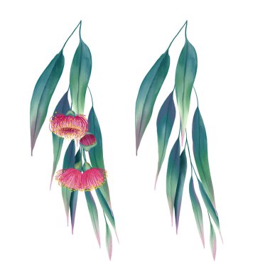 Uzun yapraklı okaliptüs dalı ve suluboya resimli pembe çiçekler. İzole edilmiş arka planda el yapımı tıbbi ve aromatik bitki. Tasarım ve ambalaj için.