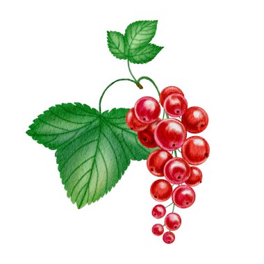 Yaprakları suluboya resimli Frenk üzümü dalı. İzole edilmiş arka planda el çizimi yaz meyvesi. Paketleme ve tasarım için.