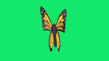 Kelebek Uçan Yeşil Ekran: 124; Kelebek Canlandırma Kaplaması