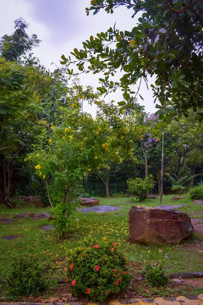 Een Prachtig Uitzicht Een Tuin Van Groene Planten Het Park — Stockfoto