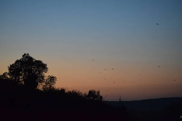 Ormanın üzerinde güzel bir gün batımı
