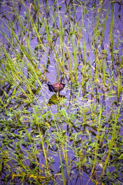 Bahçedeki güzel kuş