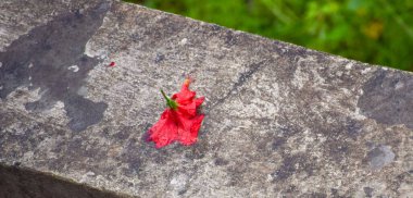 Taş duvardaki çürümüş amber çiçeği.