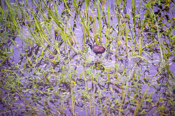 Parktaki Gölde Kuş Yuvası — Stok fotoğraf