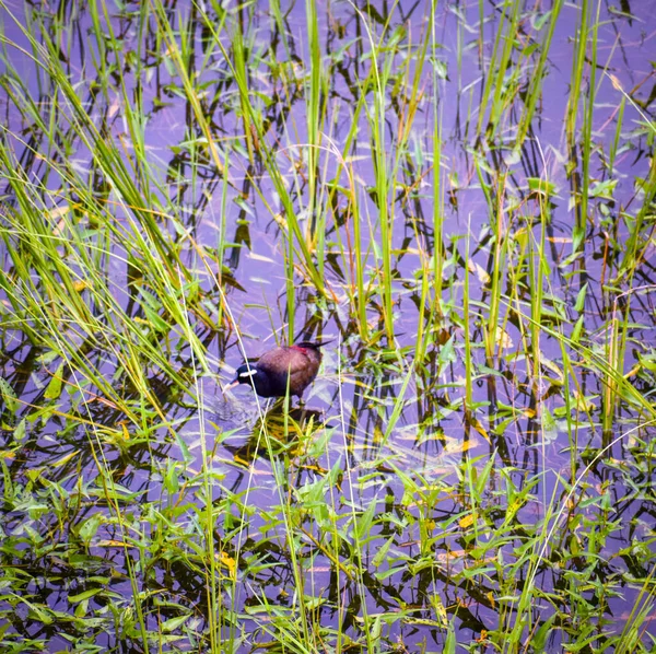 Piękny Ptak Jeziorze Parku — Zdjęcie stockowe