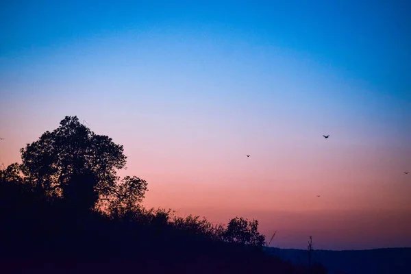 Γραφική Θέα Του Απέραντου Φωτεινό Ηλιοβασίλεμα Δέντρο Βράδυ — Φωτογραφία Αρχείου