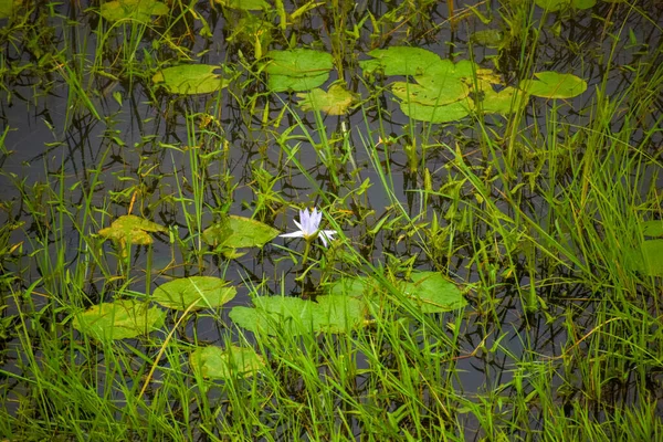 Grüne Blätter Wald Mit Einer Lotusblume Der Mitte — Stockfoto