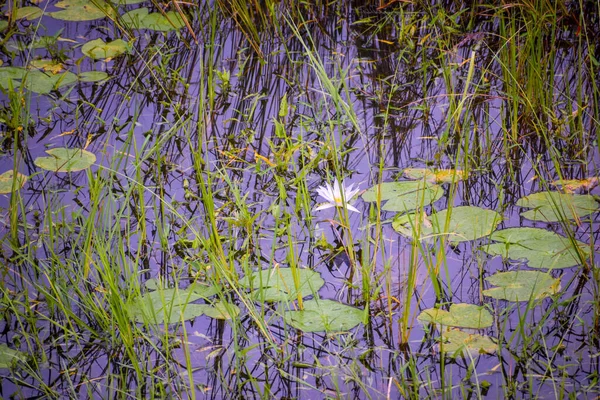 Прекрасный Вид Озеро Цветком Лотоса — стоковое фото