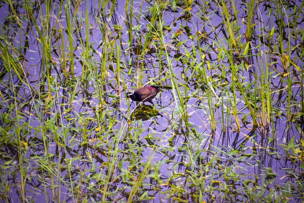 Oiseau Dans Marais — Photo