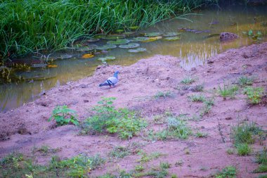 Bataklığa yakın küçük bir güvercin.