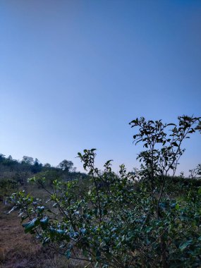 Güzel bir manzara Ağacı ve mavi gökyüzü