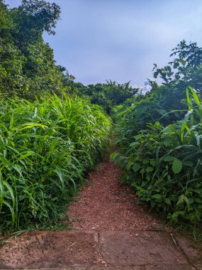 Ormandaki yeşil orman