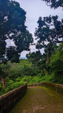 beautiful landscape in the park. the concept of the background of nature and a lot of trees.