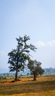 Ağaçları ve mavi gökyüzü olan güzel bir manzara.