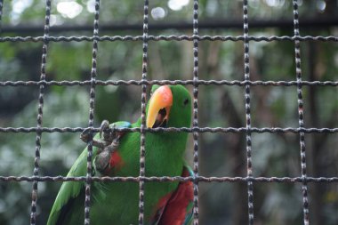 a bird on the branch of a large cage.