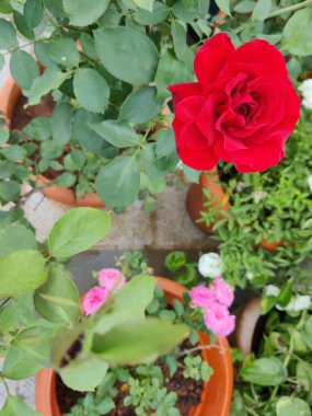 Bahçedeki güzel çiçekler