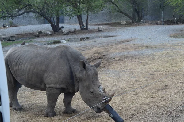 Hayvanat bahçesindeki Afrikalı gergedan